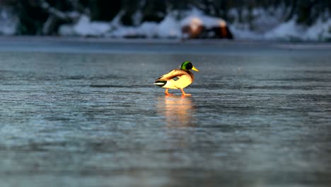 Mallard-ducks-walking-on-a-frozen-lake-in-Boulder,-Colorado