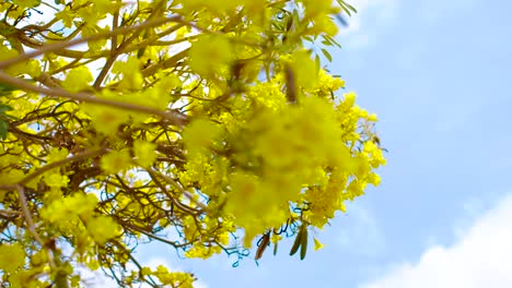 The-Yellow-Kibrahacha-Tree-Flowers-Displays-Its-Beauty-Under-The-Bright-Blue-Sky-During-Summer-In-The-Island-Of-Curacao---Close-Up-Shot