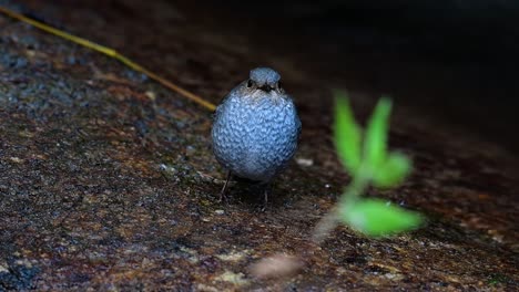 This-female-Plumbeous-Redstart-is-not-as-colourful-as-the-male-but-sure-it-is-so-fluffy-as-a-ball-of-a-cute-bird