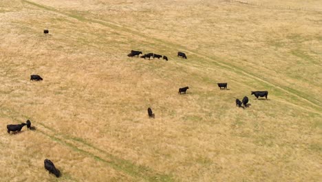 Eine-Herde-Black-Angus-Kühe-Auf-Einem-Hügel-Mit-Trockenem-Gras