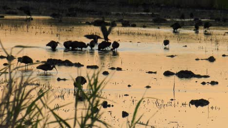 Flock-of-Ibis-birds-in-marshlands-at-dawn,-wide-shot