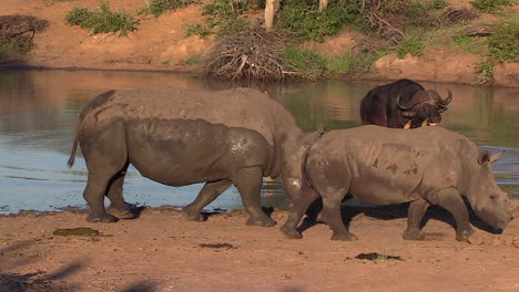 Un-Rinoceronte-Y-Un-Ternero-Caminan-A-Lo-Largo-Del-Borde-De-Un-Pozo-De-Agua-Mientras-Un-Búfalo-Del-Cabo-Vadea-El-Agua-En-El-Fondo