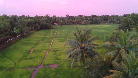 lush-green-paddy-field-aerial-shot,colorful
