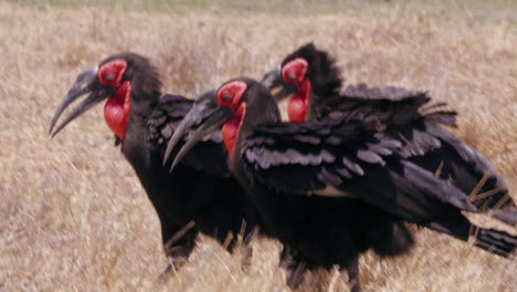 Südliche-Hornvögel,-Die-An-Einem-Sommertag-Auf-Dem-Grasland-In-Botswana-Spazieren---Nahaufnahmeaufnahme