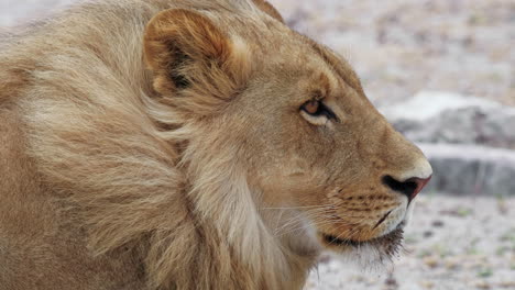 Young-male-lion-resting,-wind-gently-blowing-mane
