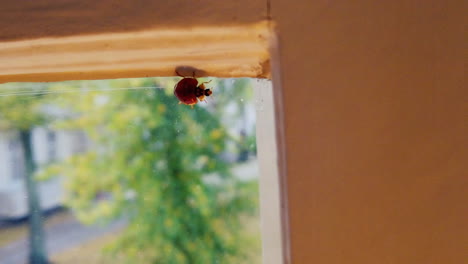 ladybug-walking-at-a-window-inside-with-trees-in-the-background---shot-in-slowmotion