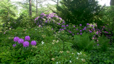 Green-Bushes-with-big-purple-flower-blossoms-wide-shot