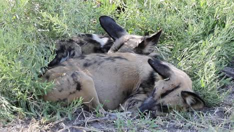 Zwei-Afrikanische-Wildhunde-Zucken-Mit-Den-Ohren,-Wenn-Sie-Während-Des-Nickerchens-Von-Fliegen-Belästigt-Werden