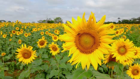 Sonnenblumenfeld,-Bienenbestäubung,-Lebendige-Natur,-Kräftige-Farben