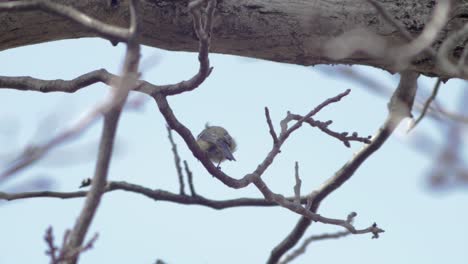 Slow-Motion-medium-wide-shot-of-1-great-tit-sitting-on-a-branch-turned-away,-moving-slightly