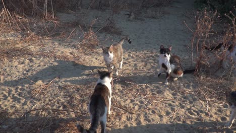 Group-of-stray-cats-gathered-near-bushes-on-beach-SLOW-MOTION