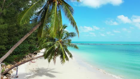 Palm-tree-trunk-with-beautiful-green-leaves-and-coconut-seeds-bent-over-white-sandy-beach,-turquoise-lagoon-and-bright-sky-with-white-clouds-in-Turks-and-Caicos