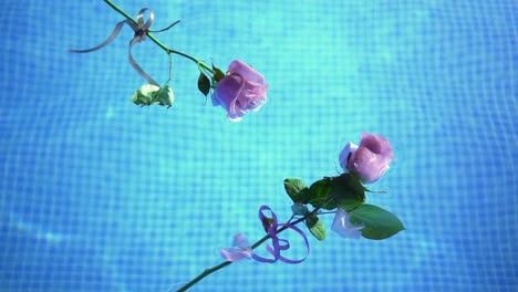 Rosa-Rosen,-Die-In-Einem-Kristallklaren-Wasser-In-Einem-Pool-Schwimmen