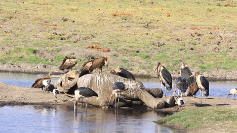 Marabou-Storks-and-Cape-Vultures-scavenge-on-Bush-Elephant-carcass
