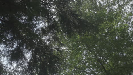 Kiefernbaumsonnenlicht-Schoss-Im-Wald-Von-Pennsylvania