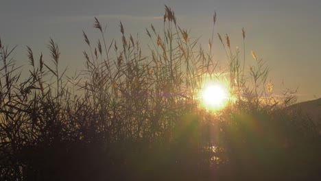 Sun-rising-through-marsh-reeds