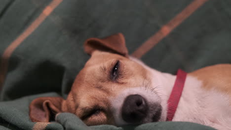 Nahaufnahme-Süßer-Hundeaugen-Mit-Träumendem-Und-Schlafendem-Hund