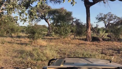 Pov:-Safarifahrzeug-Fährt-Abseits-Der-Straße-In-Den-Niedrigen,-Offenen-Botswana-busch
