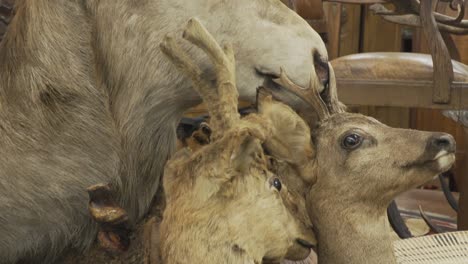 A-tilting-down-close-up-shot-of-mounted-deer-heads-surrounded-by-antique-furniture