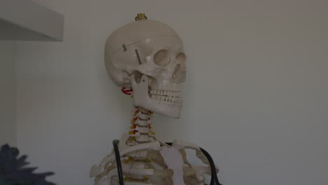 Shot-of-medical-skeleton-moving-up-the-skeleton