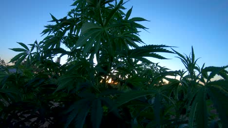 Hemp-plant-in-the-sunset-dances-in-the-breeze