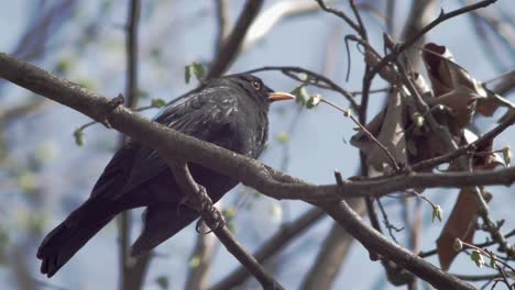 Slow-Motion-medium-close-low-shot-of-a-young-Blackbird,-sitting-on-a-branch-which-is-moving-in-the-wind