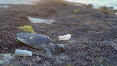 Dead-sea-turtle-surrounded-by-plastic-garbage-from-the-sea-with-subject-at-bottom-of-frame