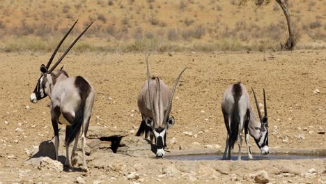 Gemsbok-antelopes-drinking-water-at-a-waterhole,-Kalahari-desert,-South-Africa