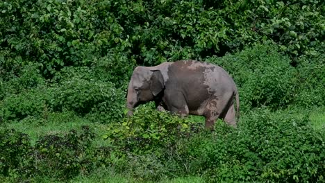 The-Asiatic-Elephants-are-endangered-species-and-they-are-also-residents-of-Thailand