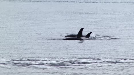 Familia-De-Orcas-O-Ballenas-Asesinas-En-Busca-De-Alimento,-En-Alaska