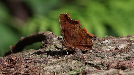 Comma-Butterfly,-Polygonia-c-album