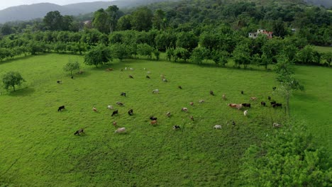 Farm-with-cows-in-the-green-field,-in-an-area-of-bonao,-Dominican-Republic