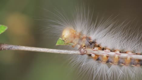 hairy-caterpillar-eating-leaves-on-stem
