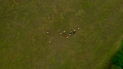 Moving-aerial-of-cows-on-a-field