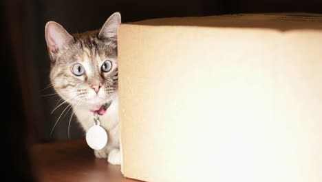 The-adorable-look-of-a-domestic-pet-cat-hiding-behind-a-cardboard-box-and-looking-curiously-at-the-camera---Slow-motion