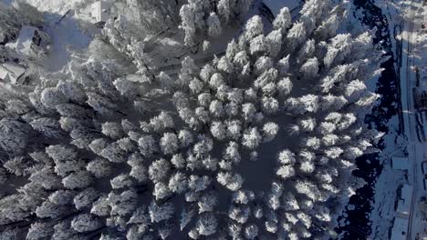 Aerial-Top-Down-Flyby-shot-of-Sunlight-hitting-huge-Pine-Tree-covered-with-snowflakes-after-a-heavy-snowfall-during-the-winters-shot-with-a-drone-in-4k