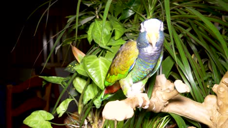 White-capped-pionus-parrot-domesticated-pet-on-its-perch-with-green-plants-in-the-background---artificial-lighting