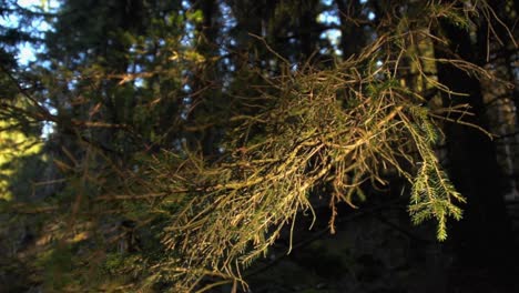 roll-shot-of-sunshine-on-spruce-brush-in-dark-spruce-forest