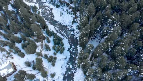 Aerial-Top-Down-shot-of-Beas-river,-Old-Manali-Town,-and-large-Pine-Trees-wrapped-with-snow-patches-after-a-snowfall-during-the-winters-shot-with-a-drone-in-4k