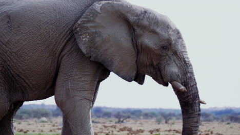 Afrikanischer-Elefant,-Der-Mit-Rüssel-Auf-Mund-Im-Nxai-Pan-Nationalpark-In-Botswana-Trinkt