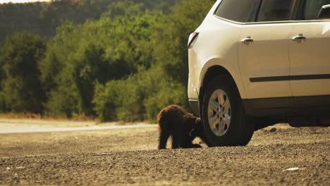 Deforestation-Crisis-Concept---Bear-Cub-Interaction-with-Cars-on-Road