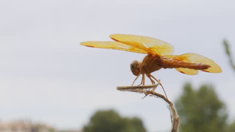Macro-shot-of-yellow-dragonfly-sitting-on-tall-grass-with-a-green-tree-line-in-the-background-against-a-cloudy-sky-in-Arizona