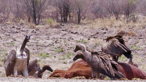 White-backed-Vultures-Feeding-And-Fighting-On-A-Dead-Cattle-In-Botswana,-South-Africa