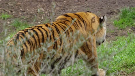 Tigre-Caminando-En-La-Selva-Despejando-Slomo