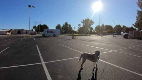 Dog-on-a-leash-watching-a-FedEx-truck-drive-through-a-parking-lot-on-a-sunny-day