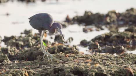 little-blue-heron-catching-food-on-rocky-fossilized-reef-during-low-tide-in-slow-motion