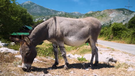 Close-up-shot-of-a-grey-donkey-standing-and-grazing-next-to-a-road-in-the-mountains-of-Montenegro-on-a-sunny-summer-day-with-trees-and-a-wooden-house-in-the-background