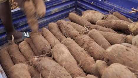 hand-yam-packing-into-truck