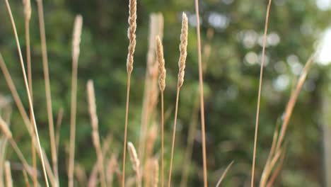 Vertical-panning-up-shot-of-dry-grass-in-the-field