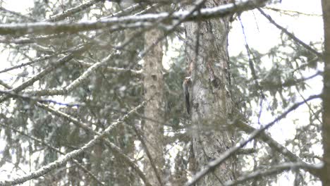 Kanadische-Winterwaldszene-Mit-Großem-Vogel,-Der-An-Der-Kiefer-Pickt